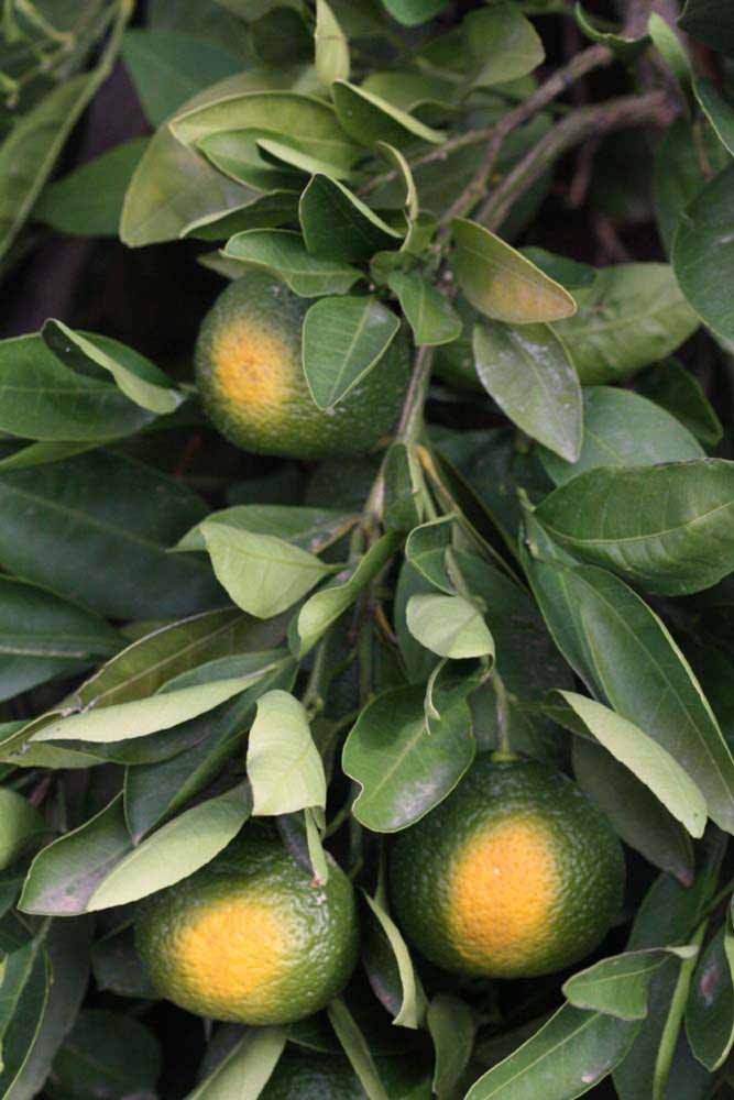              Shade leaves with immature fruits (Riverside,   CA)       
